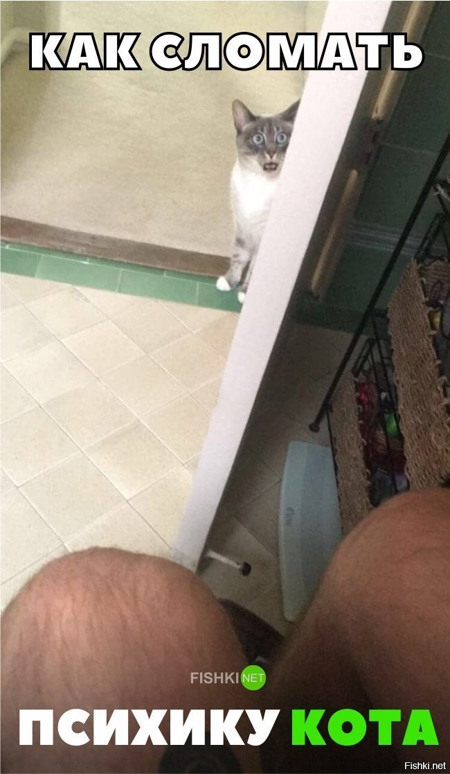 Сломай психику коту