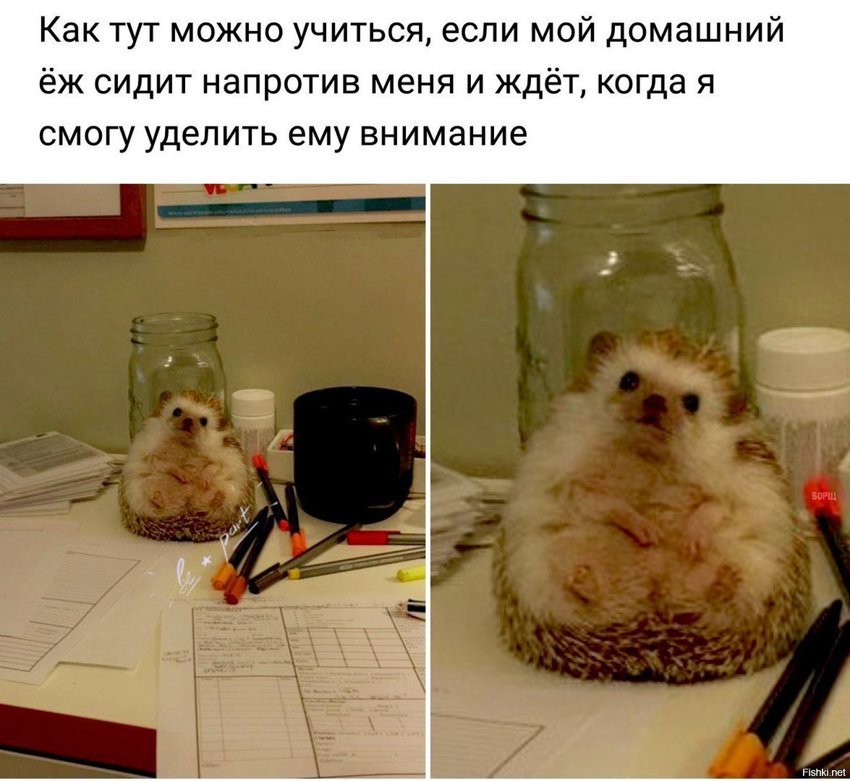 Милота