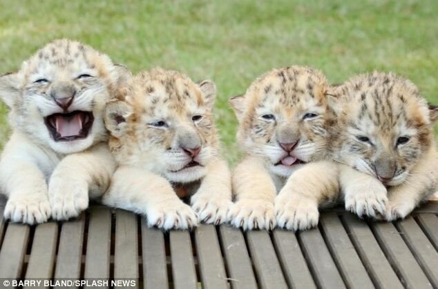 Вот к чему может привести любовь белоснежного льва и белоснежной тигрицы