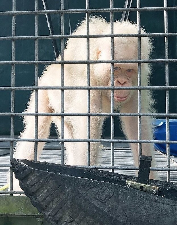 Единственный в мире орангутан-альбинос получит во владение целый лес