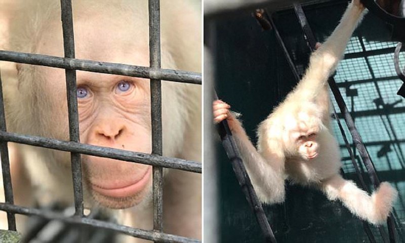 Единственный в мире орангутан-альбинос получит во владение целый лес