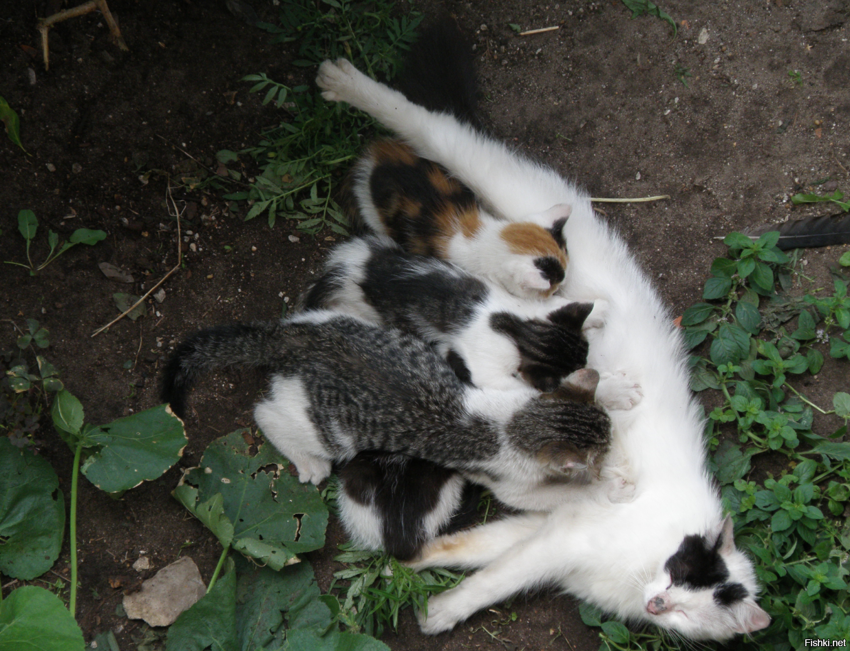 У нас во дворе кошка родила трех котят