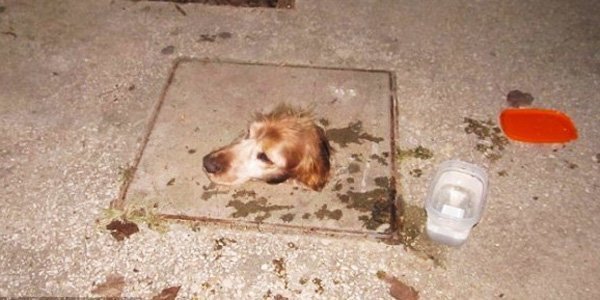 История спасения собаки, попавшей в смертельную ловушку