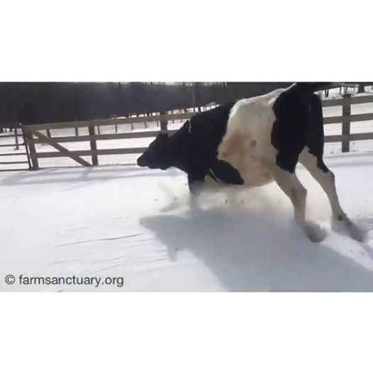 Увидевшая впервые снег корова пустилась в пляс  