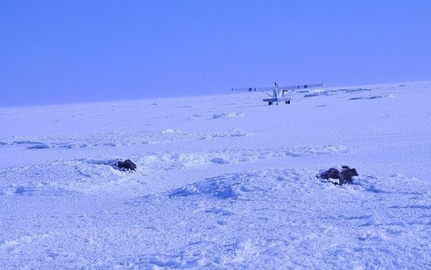 Ледяное цунами на Аляске похоронило заживо стадо овцебыков