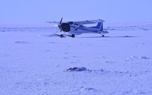 Ледяное цунами на Аляске похоронило заживо стадо овцебыков