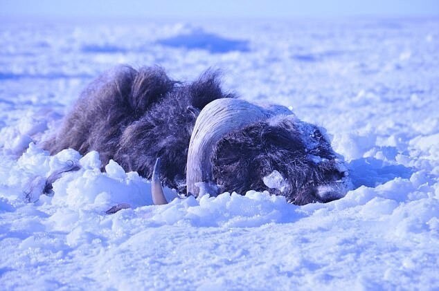 Ледяное цунами на Аляске похоронило заживо стадо овцебыков