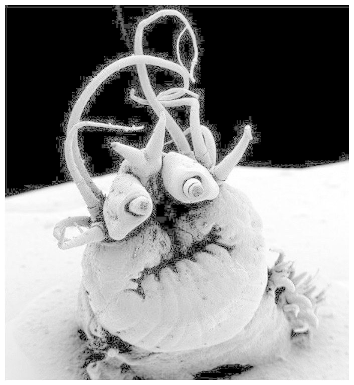 Nereis sandersi, глубоководный червь, живущий в гидротермальном источнике
