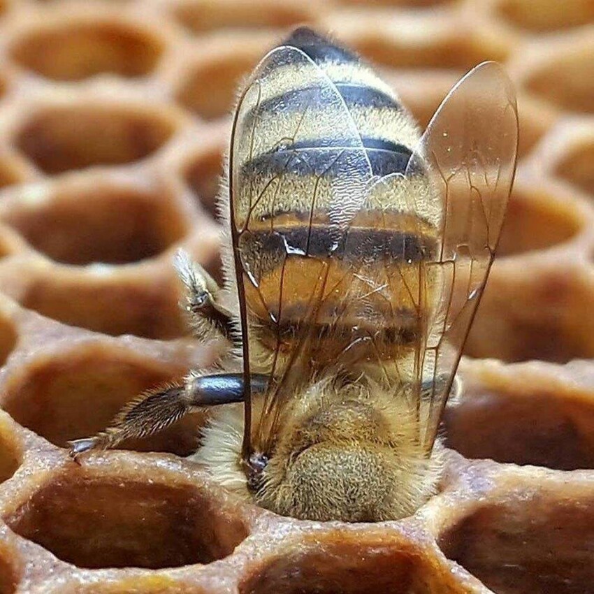 Пчела в соте