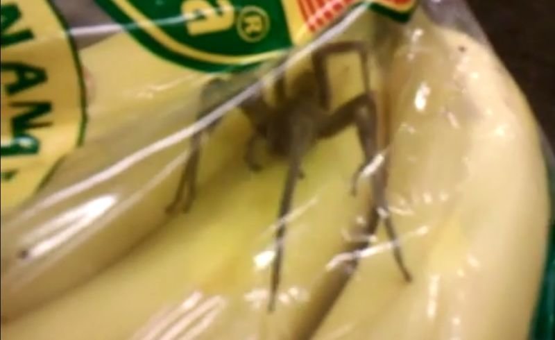 Британец купил бананы, а они оказались с живым сюрпризом