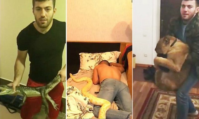 Блогер из Москвы Хизри Запиров, известный как Khiza, решил необычно разыграть друзей - на трех видео парень подкидывает спящим друзьям крокодила, питона и львёнка
