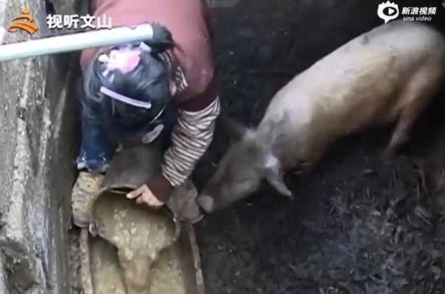 Сама же, помимо учебы, успевает еще и трудиться по хозяйству - готовить еду, кормить свиней