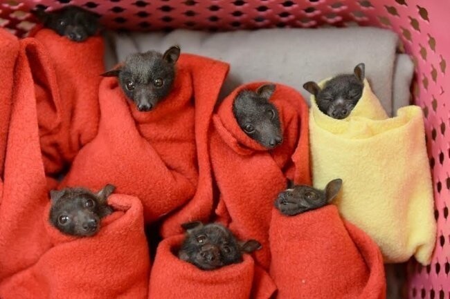 Детенышей летучей лисицы нашли упавшими с дерева в разгар австралийской зимы. Персонал клиники спасал животных от переохлаждения