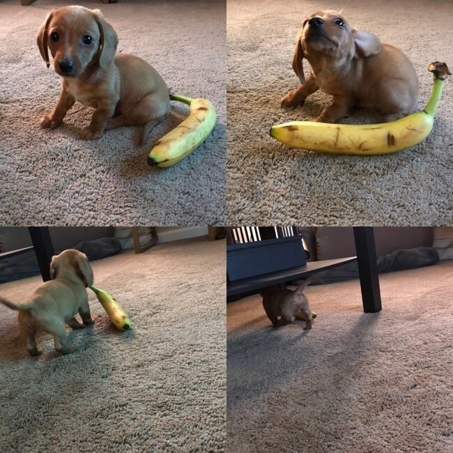 «Чтобы показать размер щенка, хотел сфотографировать его вместе с бананом, но у пса явно были свои планы»
