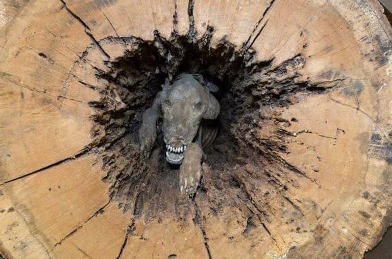 Пёс застрял внутри дерева и превратился в пугающую мумию