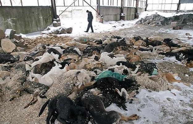 110 млн рублей было выделено на убийство бездомных животных