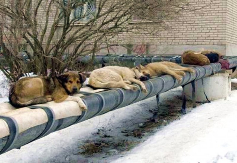 В петиции зоозащитников говорится: "Сотни тысяч собак, кошек и даже птиц будут отравлены, умерщвлены, убиты самыми жестокими методами. 11 городов России будут утоплены в крови бездомных животных."