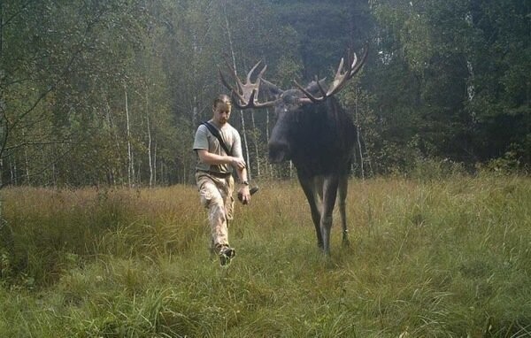 У него на рогах можно сидеть.