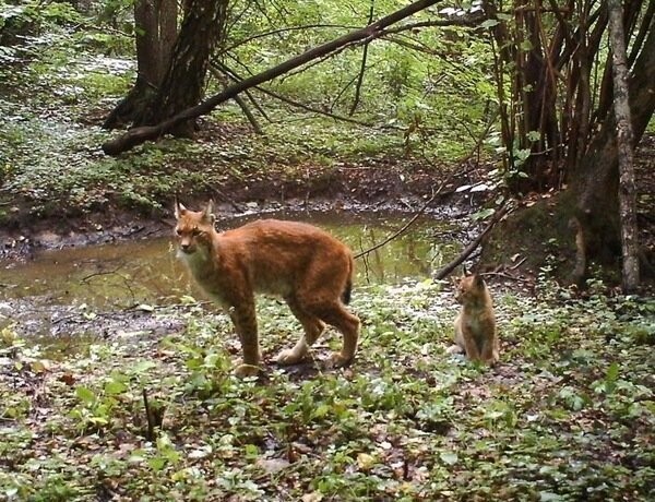 Самка рыси пришла на водопой с котенком.