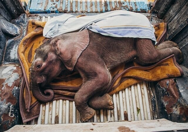 Фотографии National Geographic 2018