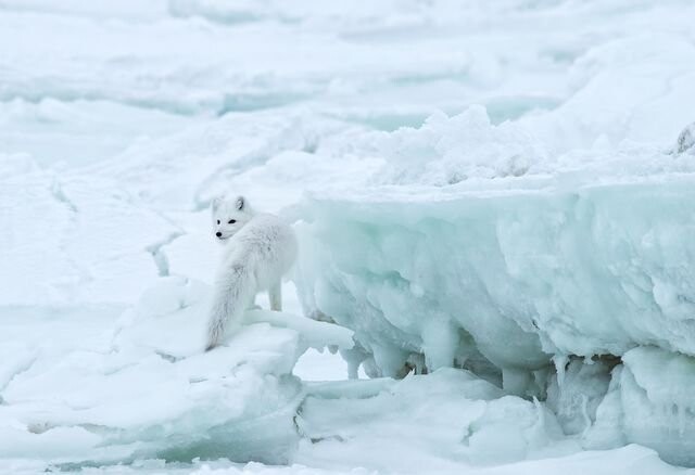 Фотографии National Geographic 2018