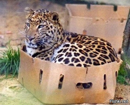 Большому котэ большая коробка