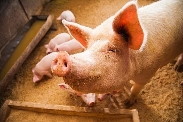 Известно, что органы свиней используются во многих областях медицины, так как их генетика схожа с человеческой.