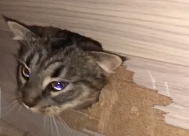 Как кот решил хозяину помочь, но оказался замурованным в лестнице 
