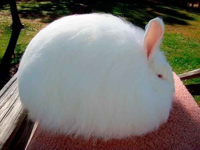 Ангорские кролики — рекордсмены пушистости