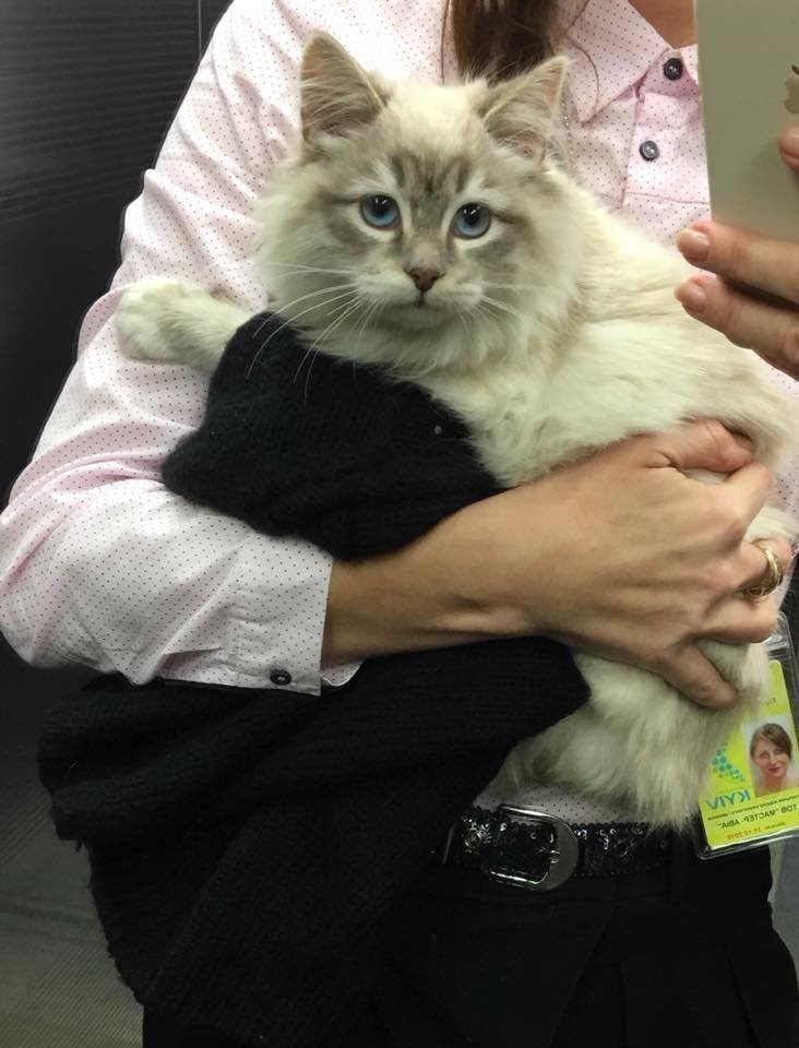 Девушка бросила в аэропорту котёнка, с которым её не пустили в самолёт