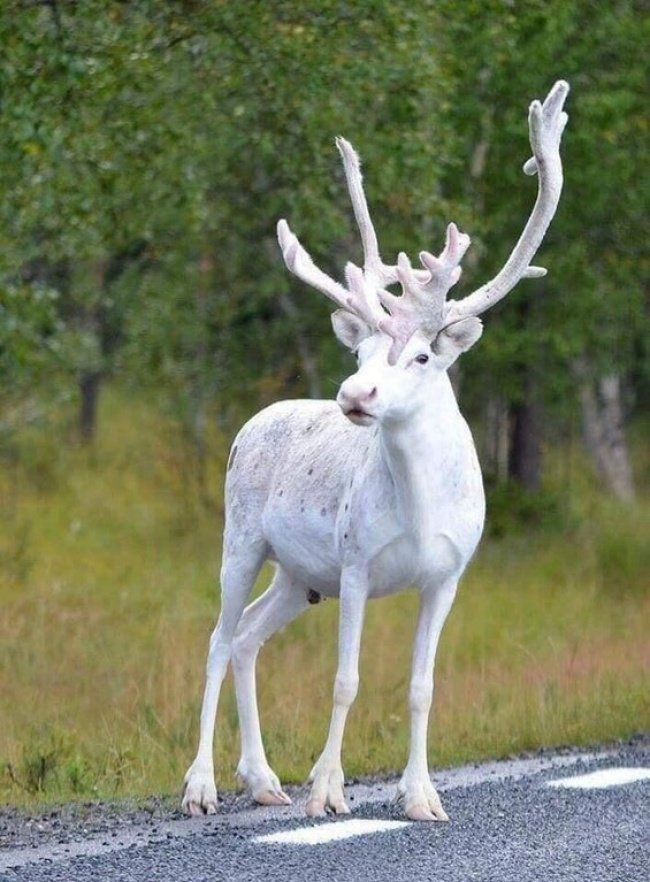 В Швеции обнаружили крайне редкого белого оленя