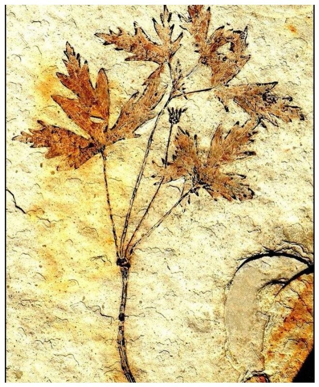 125 миллионов лет назад рос предок современного василька (предположительно)
