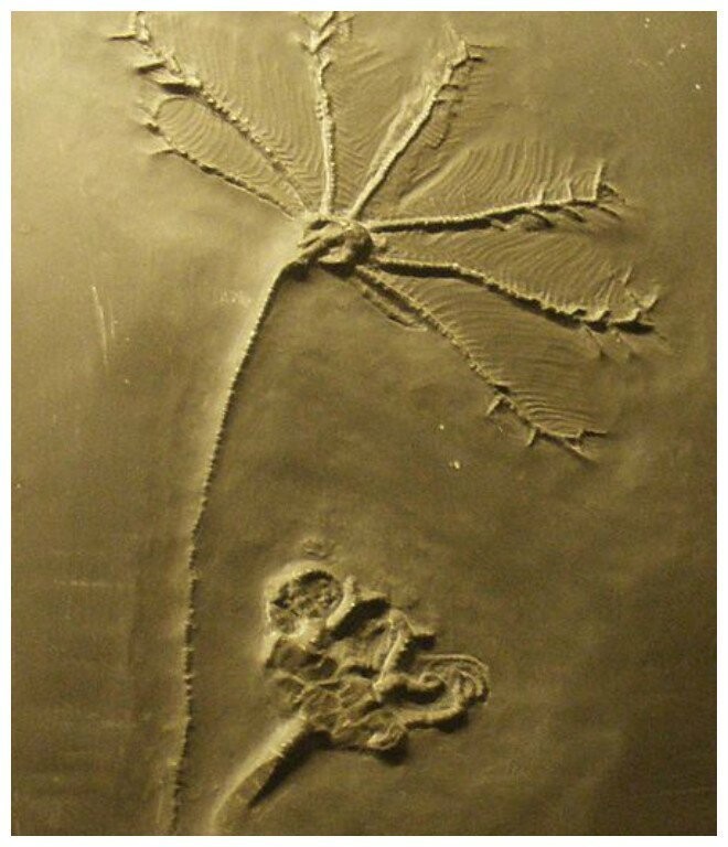 Ископаемое Hapalocrinus, вымершие иглокожие. Музей Naturalis, Лейден, Нидерланды.