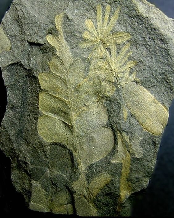 Ископаемые растения из поздней каменноугольной эпохи - от 298 до 324 миллионов лет.