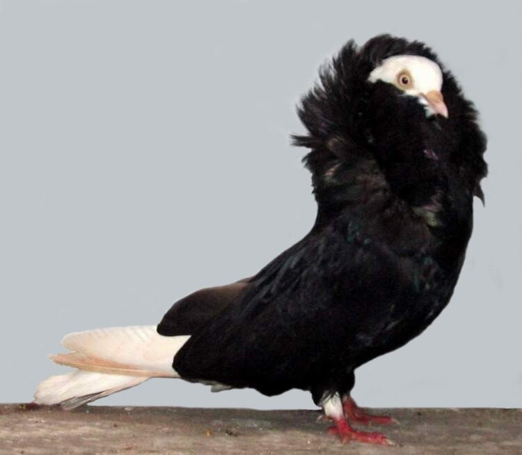 Птицы-разведёнки учат, как надо выглядеть после расставания