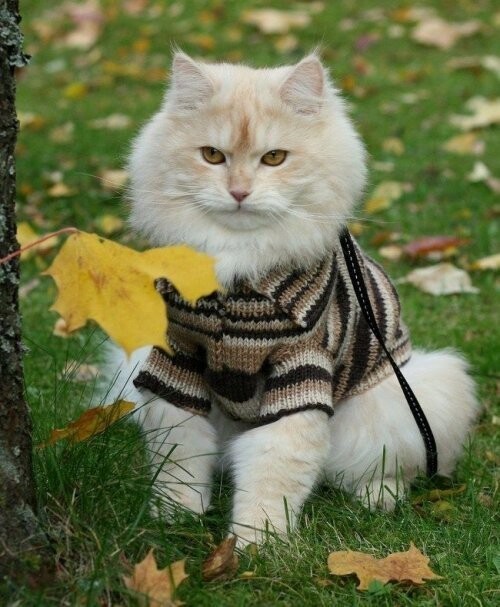 Коты и кошки в модной одежке