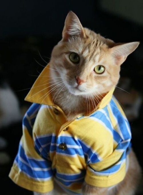 Коты и кошки в модной одежке