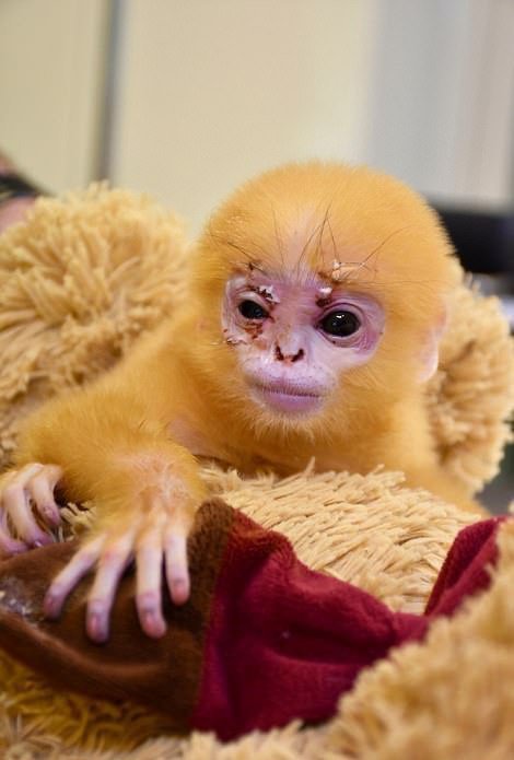 Осиротевшая маленькая обезьянка, обрела плюшевую маму
