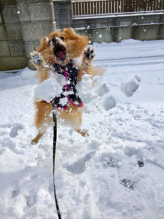 Игра со снегом