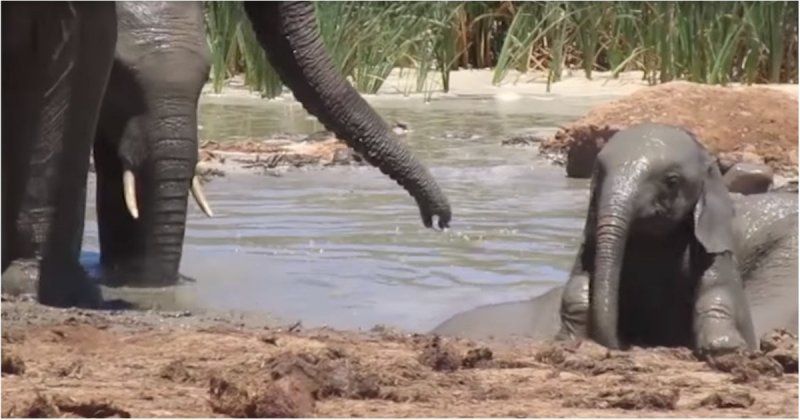 Стадо слонов спасло слоненка от смерти в грязной жиже