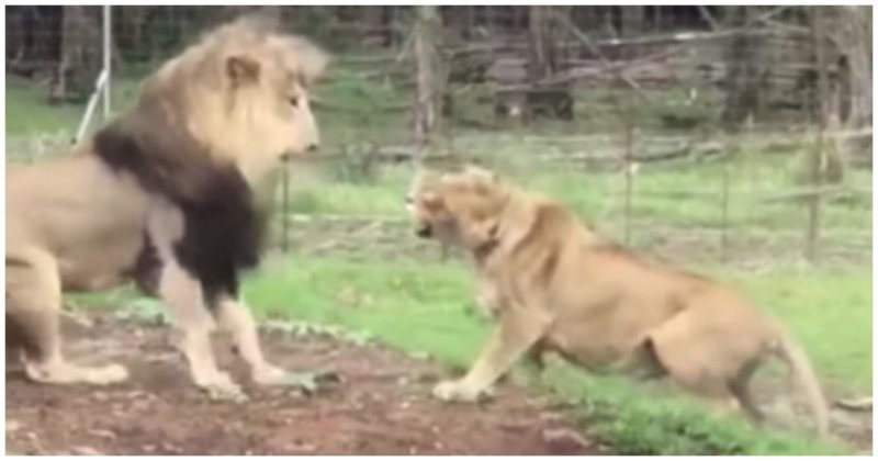 Львица приревновала льва к другой самке