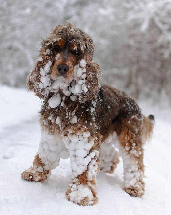 Забавные фотографии животных, которые в первый раз увидели снег