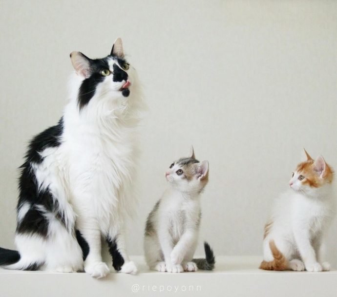 Эти милые сиротки сами выбрали себе папу-кота
