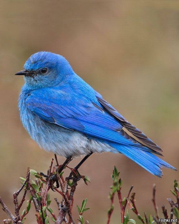 Синяя птица счастья