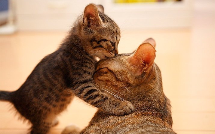 Материнская любовь и забота в животном мире!