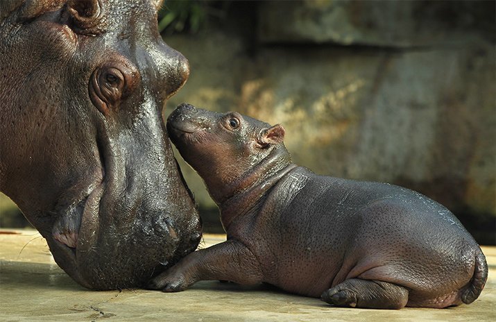 Материнская любовь и забота в животном мире!