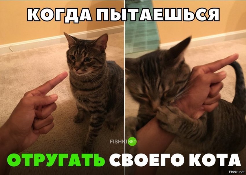 Когда ругаешь своего кота