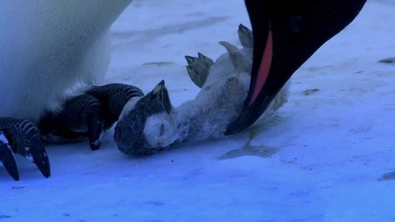 Пингвинья трагедия 