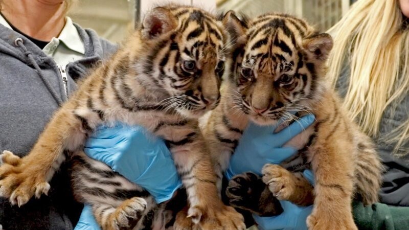 Два шестимесячных суматранских тигрёнка прошли первый курс прививок в зоопарке Джексонвилля.