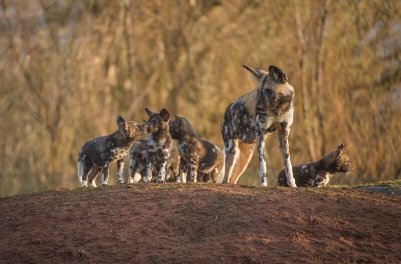 Выводок африканских гиеновидных собак в зоопарке Честера.